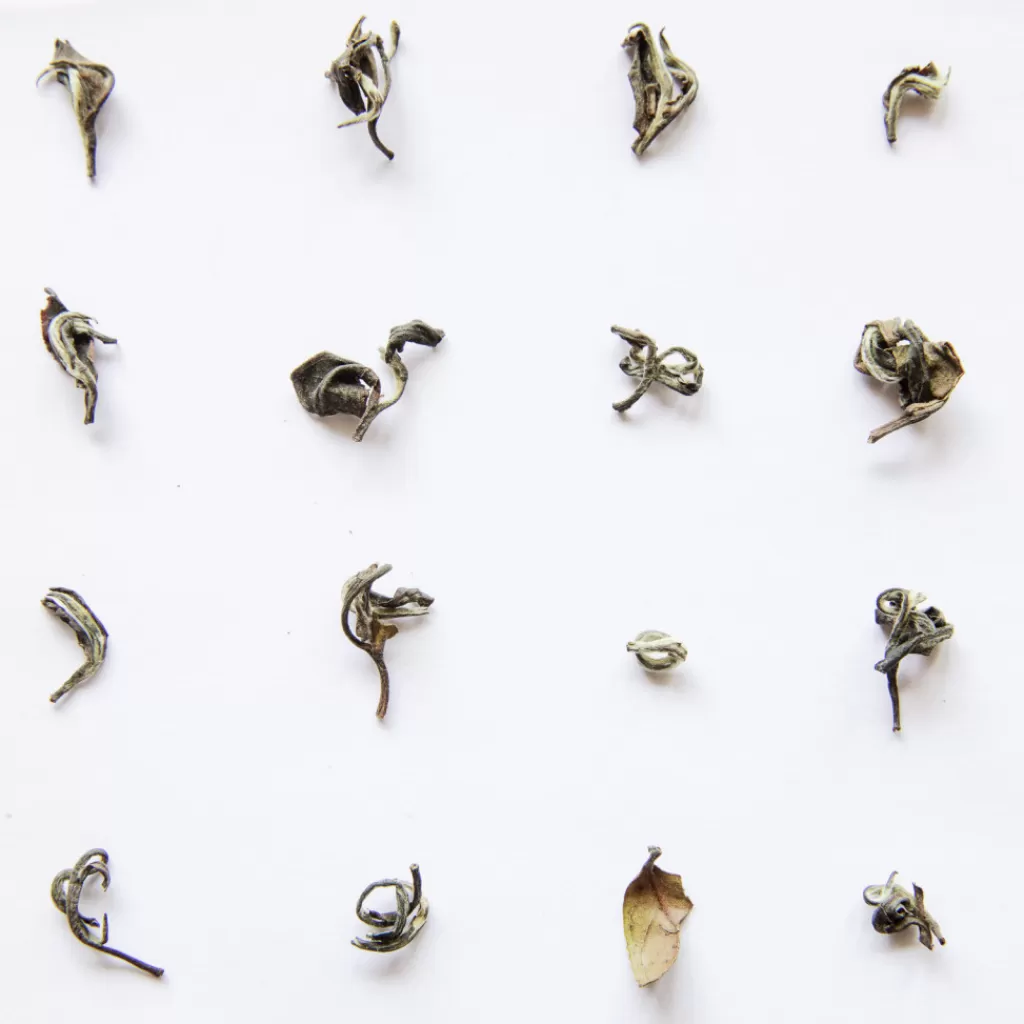 Terza Luna Tè Vietnamita - Novità^Belleza Oriental oolong Sr. Hao