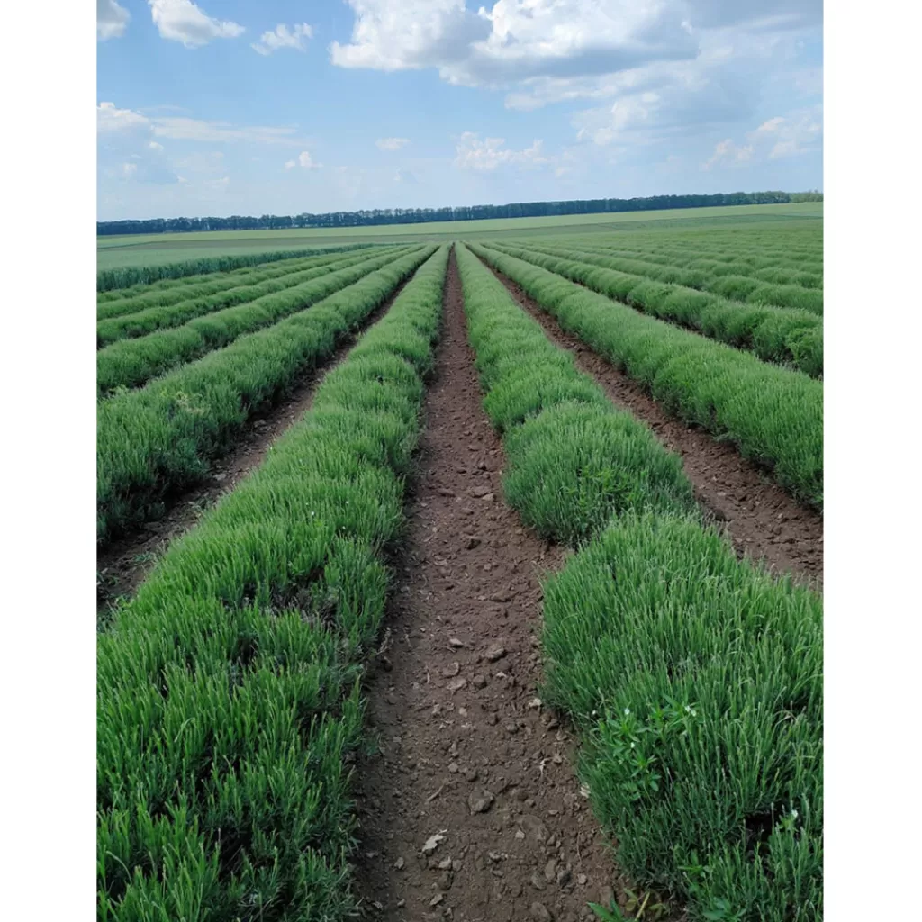Terza Luna Lavanda Della Provenza In Fiori | Oli Essenziali^Lavender essential oil