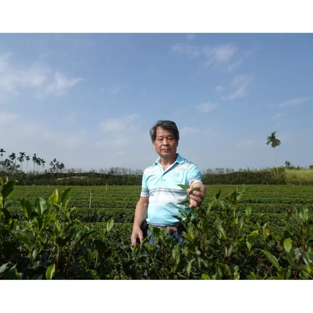 Terza Luna Tè Oolong | Tè Rari Premium^Oolong de Cuatro Estaciones Tío Lin