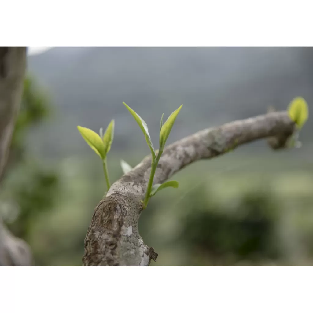 Terza Luna Tè Giallo | Tè Vietnamita - Novità^Shan tea, tè giallo di alberi antichi