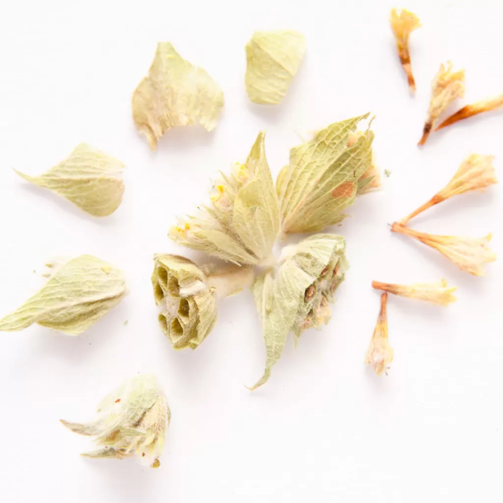 Terza Luna Erbe Officinali | Spezie Per Cocktail^Sideritis Syriaca