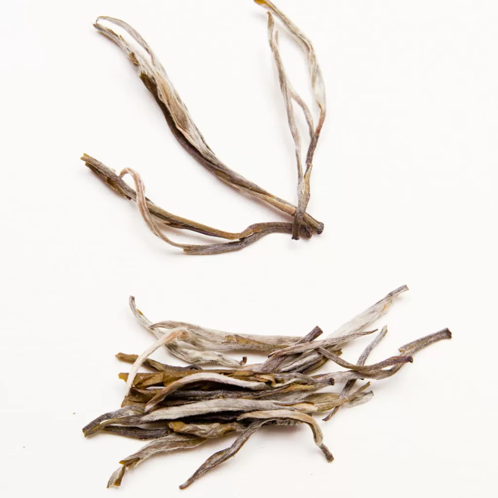 Terza Luna Tè Rari Premium^White Pine Needles